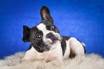 French Bulldog Posing on Faux Fur with Blue Background. A black and white French Bulldog with distinctive facial markings lies on a soft white faux fur rug against a rich blue studio backdrop