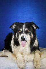 Calm Border Collie Posing Against Blue Background. A well-groomed black and white Border Collie is lying on a soft white faux fur blanket, placed over a crumpled white sheet. The dog gazes calmly into