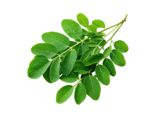 Vibrant green moringa leaves on black background plant branch, Isolated, Transparent Png