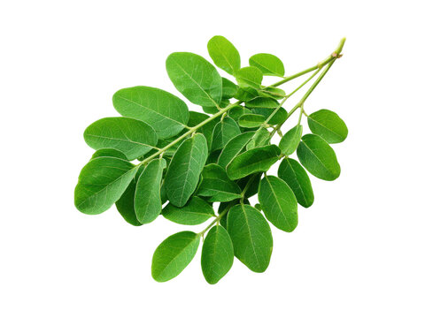 Vibrant green moringa leaves on black background plant branch, Isolated, Transparent Png