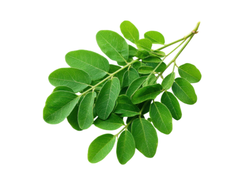 Vibrant green moringa leaves on black background plant branch, Isolated, Transparent Png