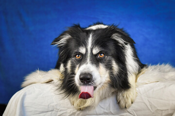 Calm Border Collie Posing Against Blue Background. A well-groomed black and white Border Collie is...