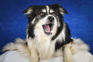 Calm Border Collie Posing Against Blue Background. A well-groomed black and white Border Collie is...
