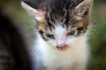 Closeup of kitten with a mix of curiosity and fatigue in its gaze, with runny nose and eye discharge