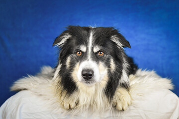 Calm Border Collie Posing Against Blue Background. A well-groomed black and white Border Collie is lying on a soft white faux fur blanket, placed over a crumpled white sheet. The dog gazes calmly into