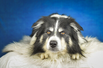 Calm Border Collie Posing Against Blue Background. A well-groomed black and white Border Collie is lying on a soft white faux fur blanket, placed over a crumpled white sheet. The dog gazes calmly into