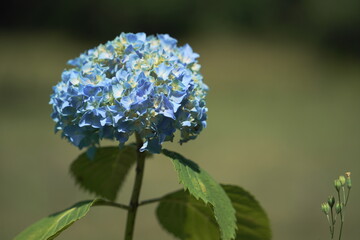 青い紫陽花