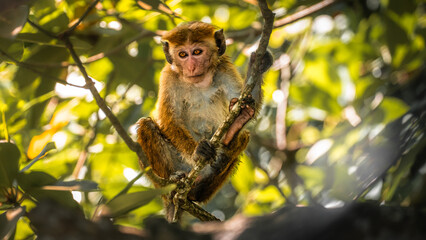 Obraz premium Monkey Wildlife Photography from Sri Lanka – Animals in National Parks and Natural Habitats