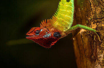 Wildlife Lizard Photography from Sri Lanka – Animals in National Parks and Natural Habitats