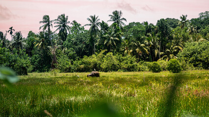 Wildlife Photography from Sri Lanka – Animals in National Parks and Natural Habitats