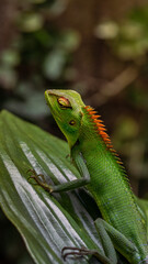 Wildlife Lizard Photography from Sri Lanka – Animals in National Parks and Natural Habitats