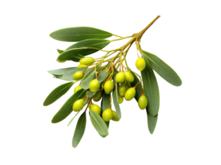 Green olives on branch with leaves image, Isolated, Transparent Png