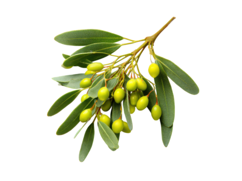 Green olives on branch with leaves image, Isolated, Transparent Png