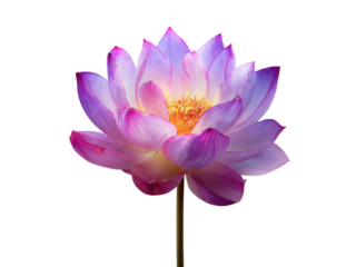 Delicate pink and purple lotus flower blooming with yellow center against black image, Isolated, Transparent Png