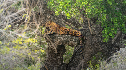 Leopard Wildlife Photography from Sri Lanka – Animals in National Parks and Natural Habitats