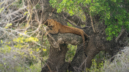Leopard Wildlife Photography from Sri Lanka – Animals in National Parks and Natural Habitats