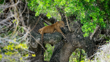 Leopard Wildlife Photography from Sri Lanka – Animals in National Parks and Natural Habitats