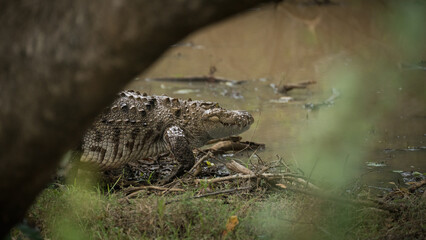 Wildlife Photography from Borneo Malaysia – Crocodile, Jungle, and Untouched Nature
