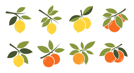 Citrus fruits on branches illustrations