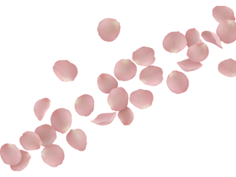 Scattered light pink rose petals floating gracefully in a diagonal stream isolated on transparent background