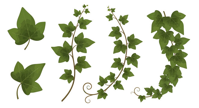Green ivy plant branches and leaves illustration