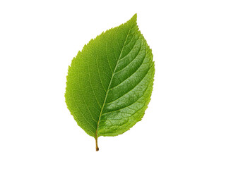 Fototapeta premium Vibrant green leaf with intricate veins on black plant nature, Isolated, Transparent Png