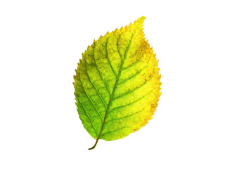 Fototapeta premium Green yellow leaf detailed veins serrated edge isolated autumn nature, Isolated, Transparent Png
