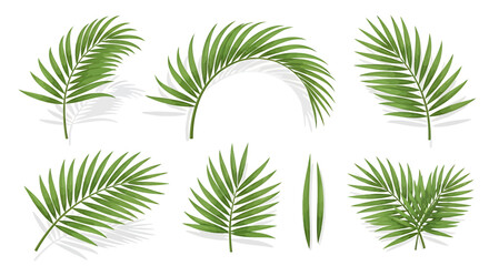 Palm leaf illustrations collection