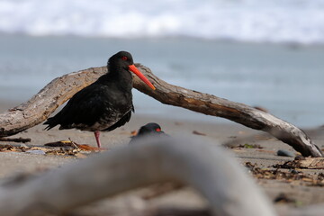 variable oystercatcher