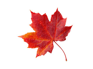 Vibrant red maple leaf with water droplets on black background autumn orange, Isolated, Transparent Png