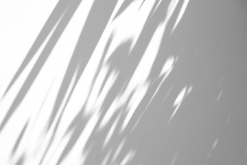 Abstract natural tree branch leaves shadow on white wall background