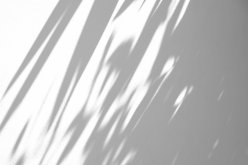 Abstract natural tree branch leaves shadow on white wall background