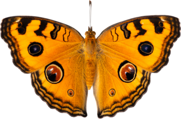 Beautiful butterfly isolated on white background