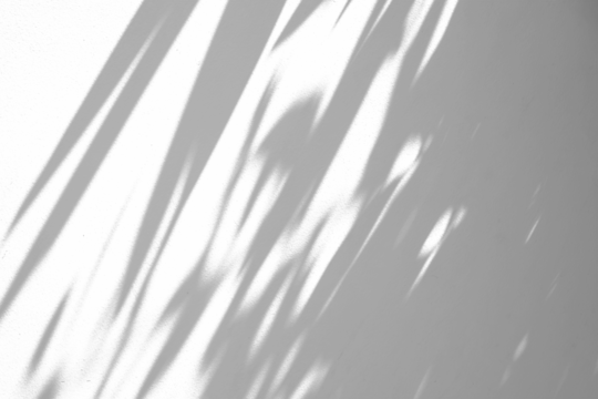 Abstract natural tree branch leaves shadow on white wall background