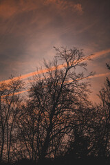 sunset in the forest