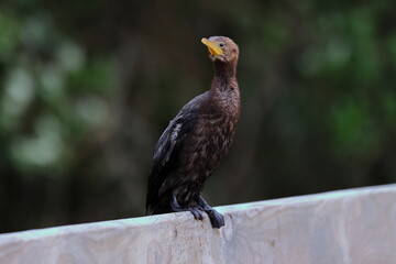 pied cormorant