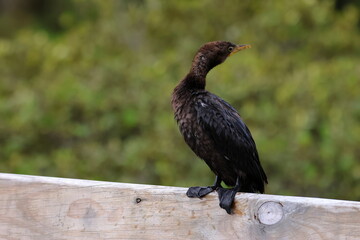pied cormorant