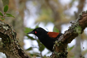 north island saddleback