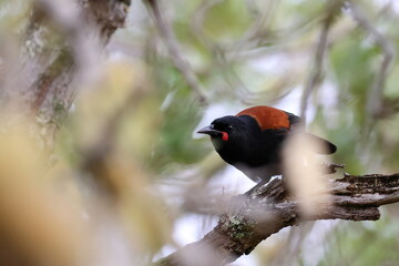 north island saddleback