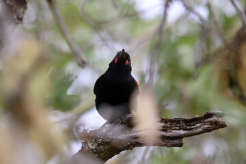 north island saddleback