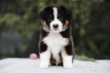 Australian shepherd puppy aussie summer 