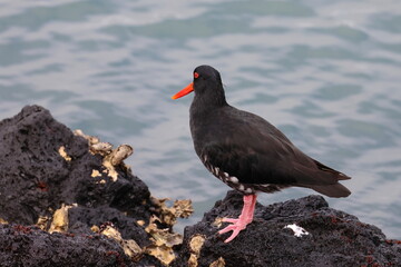 variable oystercatcher