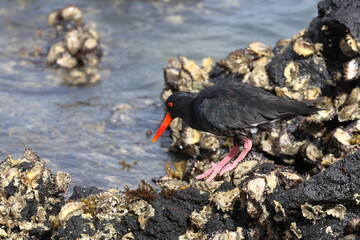 variable oystercatcher