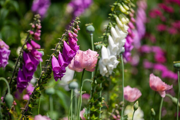 Beautiful English summer flower bed purples and pinks
