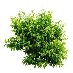 Obraz premium Lush Green Bushy Shrub with Dense Foliage, Vibrant Tropical Plant for Garden Landscaping and Natural Outdoor Decor on a White Background