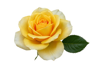 Beautiful yellow rose with green leaf isolated on transparent background © Creative Vector