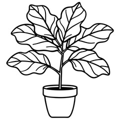 Obraz premium Fiddle Leaf Fig line art vector