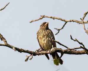 Female Red-Winged Blackbird (Agelaius phoeniceus) Looking Out Over Forest On A Overcast Day