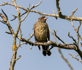 Female Red-Winged Blackbird (Agelaius phoeniceus) Perched on Bare Branch in Illinois