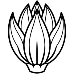 Endive line art vector